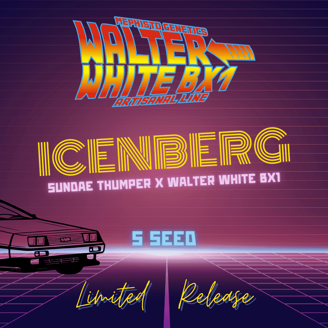 icenberg 5er – mephisto genetics (autoflower samen)