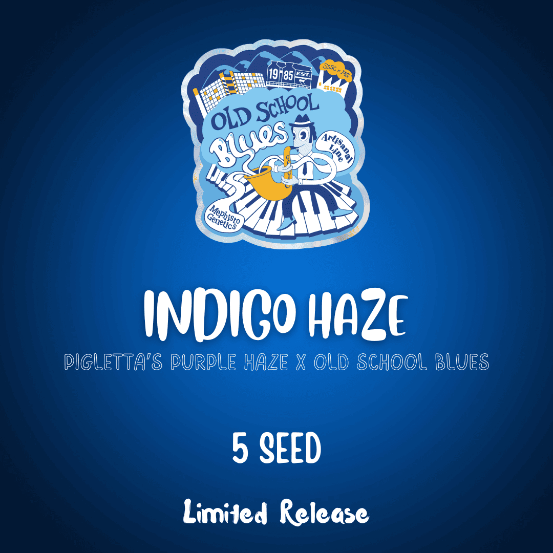 indigo haze 5er – mephisto genetics (autoflower samen)