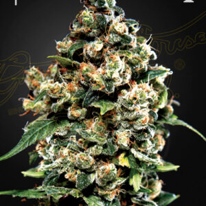 Jack Herer von Green House Seed Co.