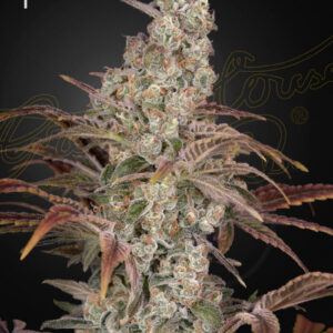 Jack’s Dream von Green House Seed Co.