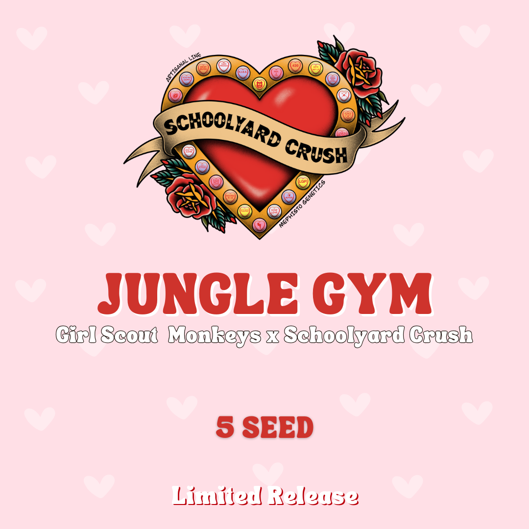 jungle gym 5+1er – mephisto genetics (autoflower samen)