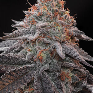 Kashmir Black von Grounded Genetics