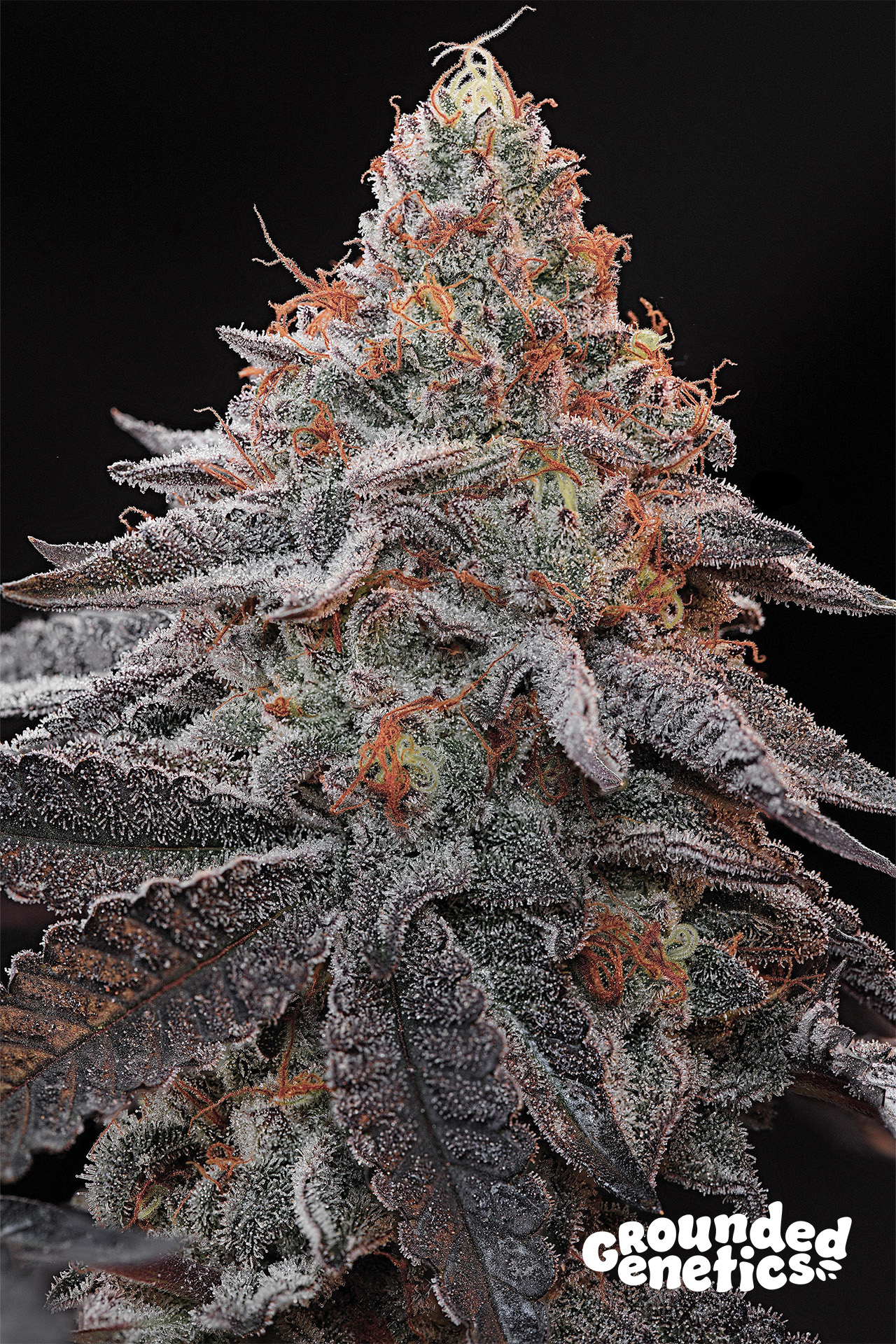 Kashmir Black von Grounded Genetics