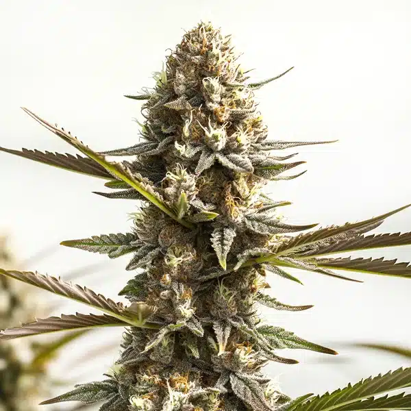 Kabrales Auto von Blimburn Seeds