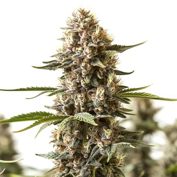 Kabrales von Blimburn Seeds