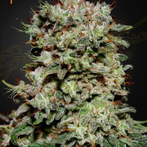 Kalashnikova von Green House Seed Co.