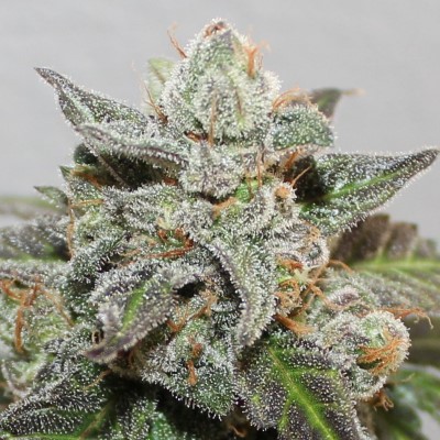 Kalidonia von ACE Seeds