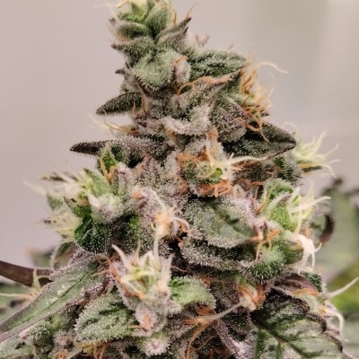 Kashmir von ACE Seeds