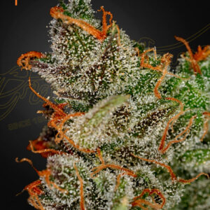 King's Kush von Green House Seed Co.