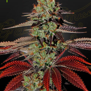 King’s Kush Auto von Green House Seed Co.