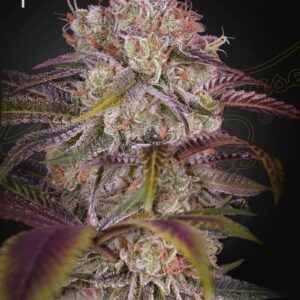 Gran Jefa von Green House Seed Co.