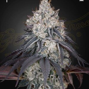 Lemon Orange von Green House Seed Co.