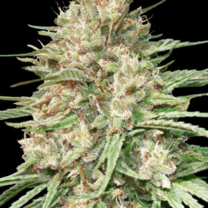 Lemon Bean von Advanced Seeds
