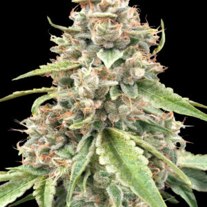 Lemon Bean Fast von Advanced Seeds