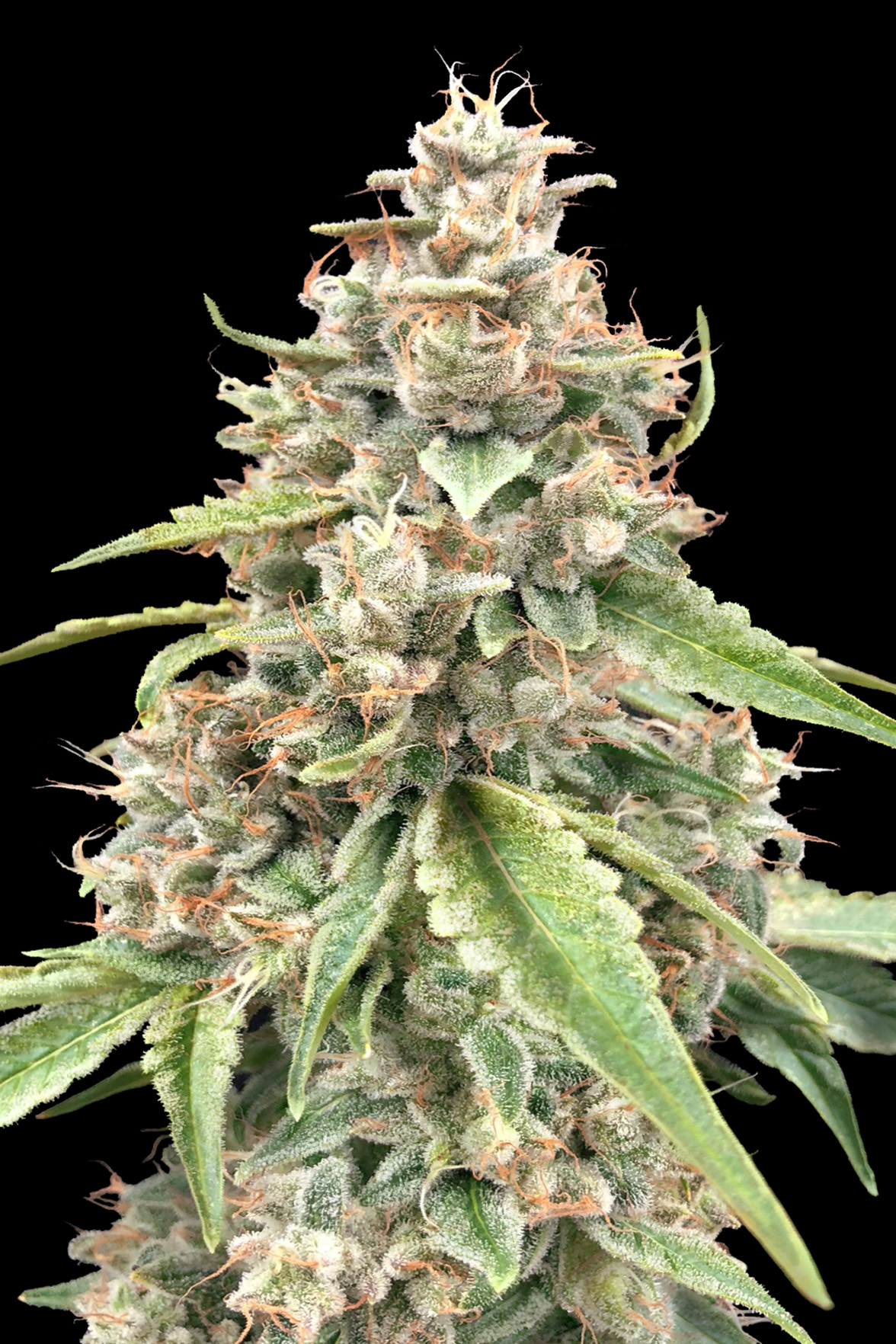 Lemon Bean Fast Advanced Seeds