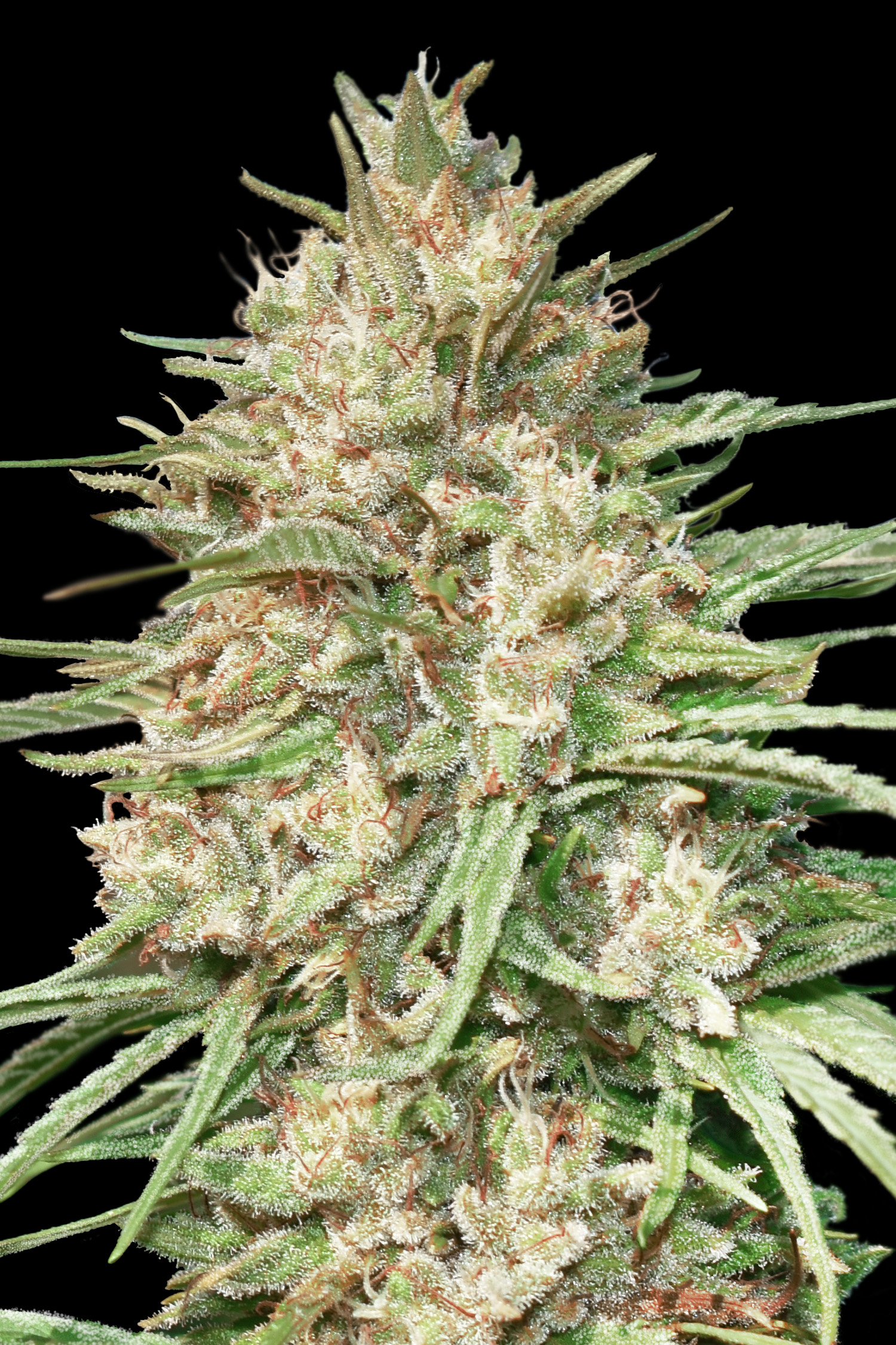 Lemon Bean Advanced Seeds