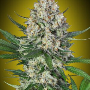 Lemon OG von 00 Seeds