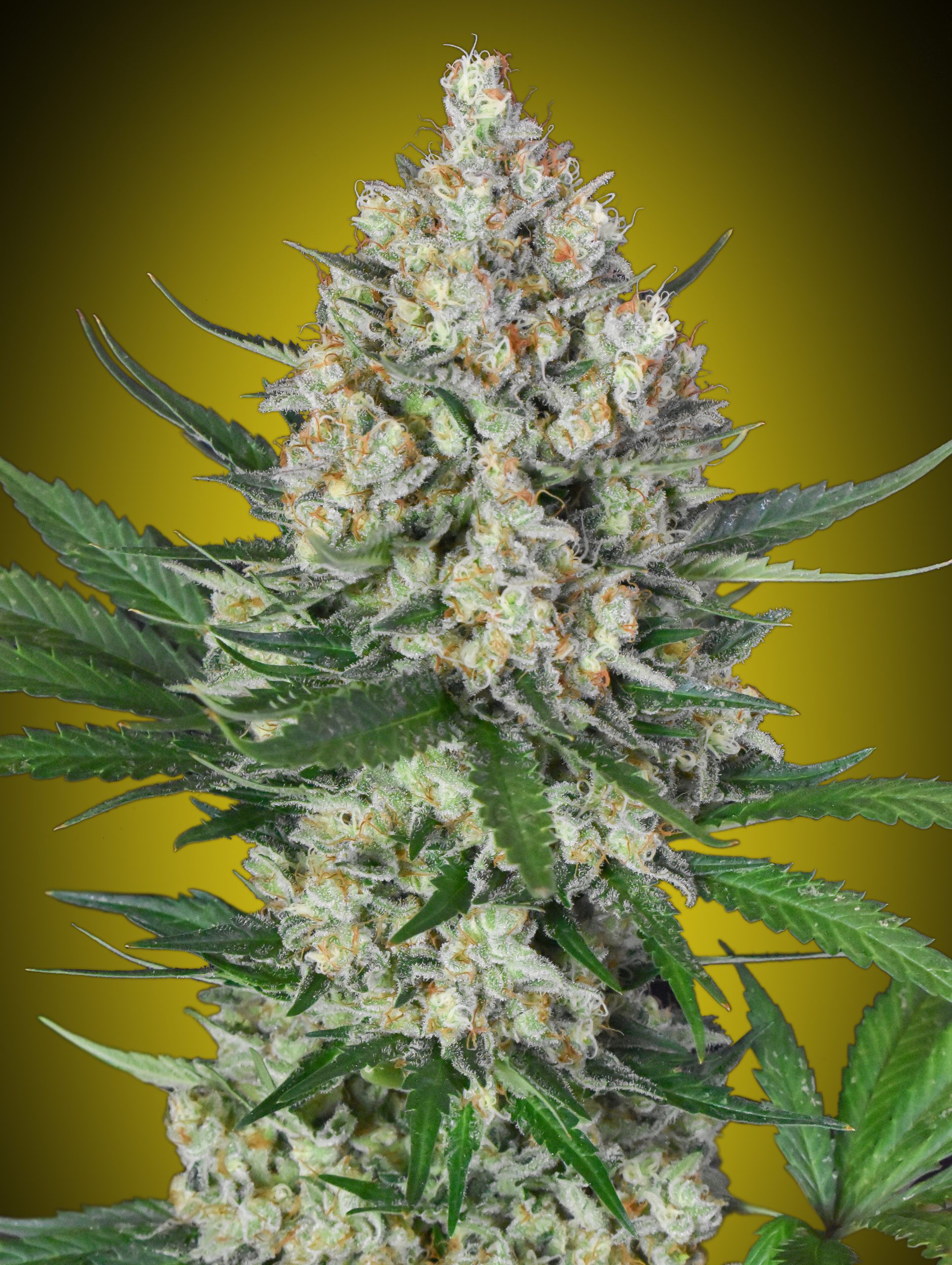 Lemon OG von 00 Seeds