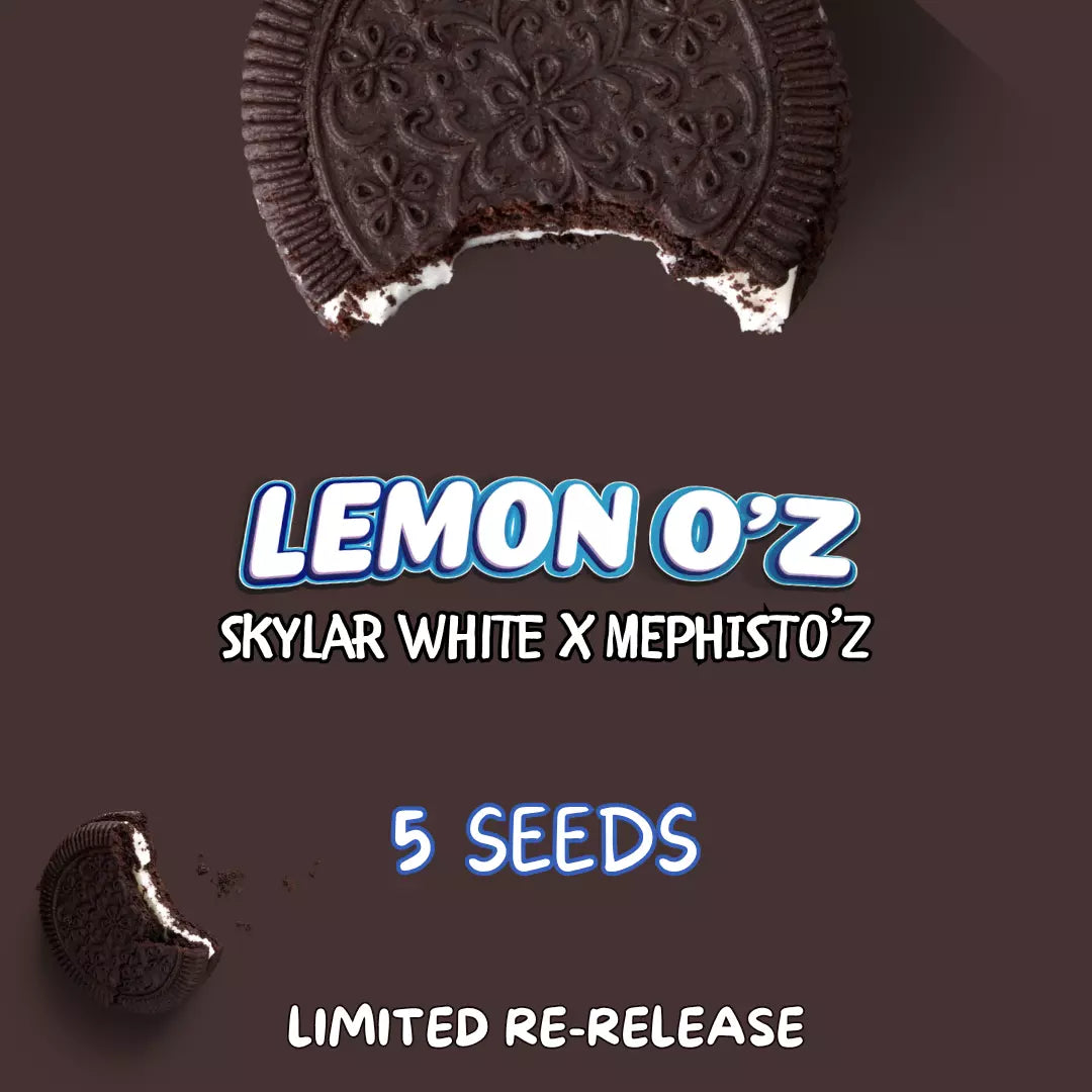 lemon o'z 5+1er – mephisto genetics (autoflower samen)