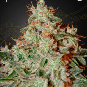 Lemon Skunk von Green House Seed Co.