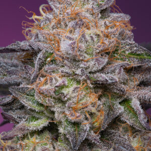 Lime Drizzle von Grounded Genetics