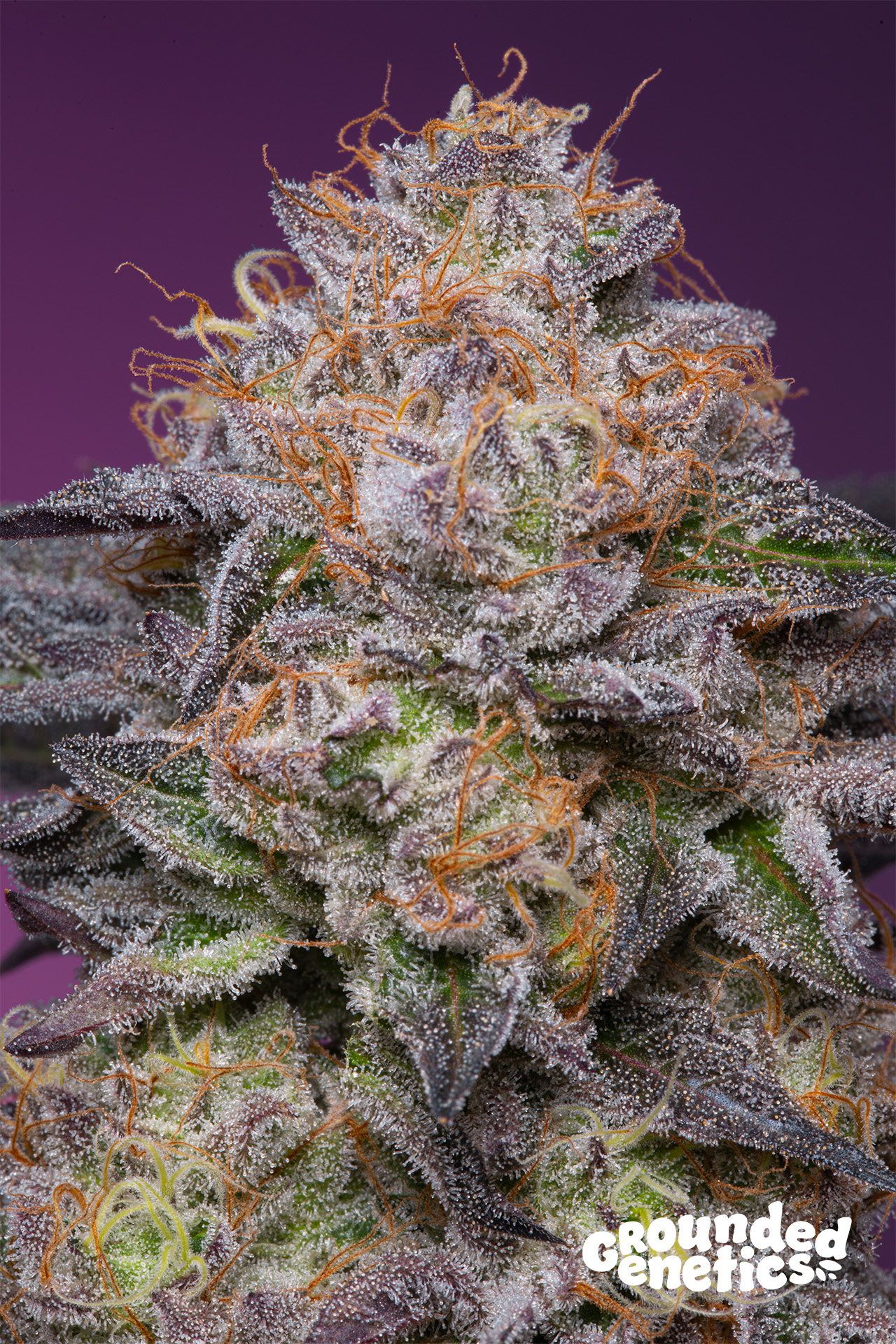 Lime Drizzle von Grounded Genetics
