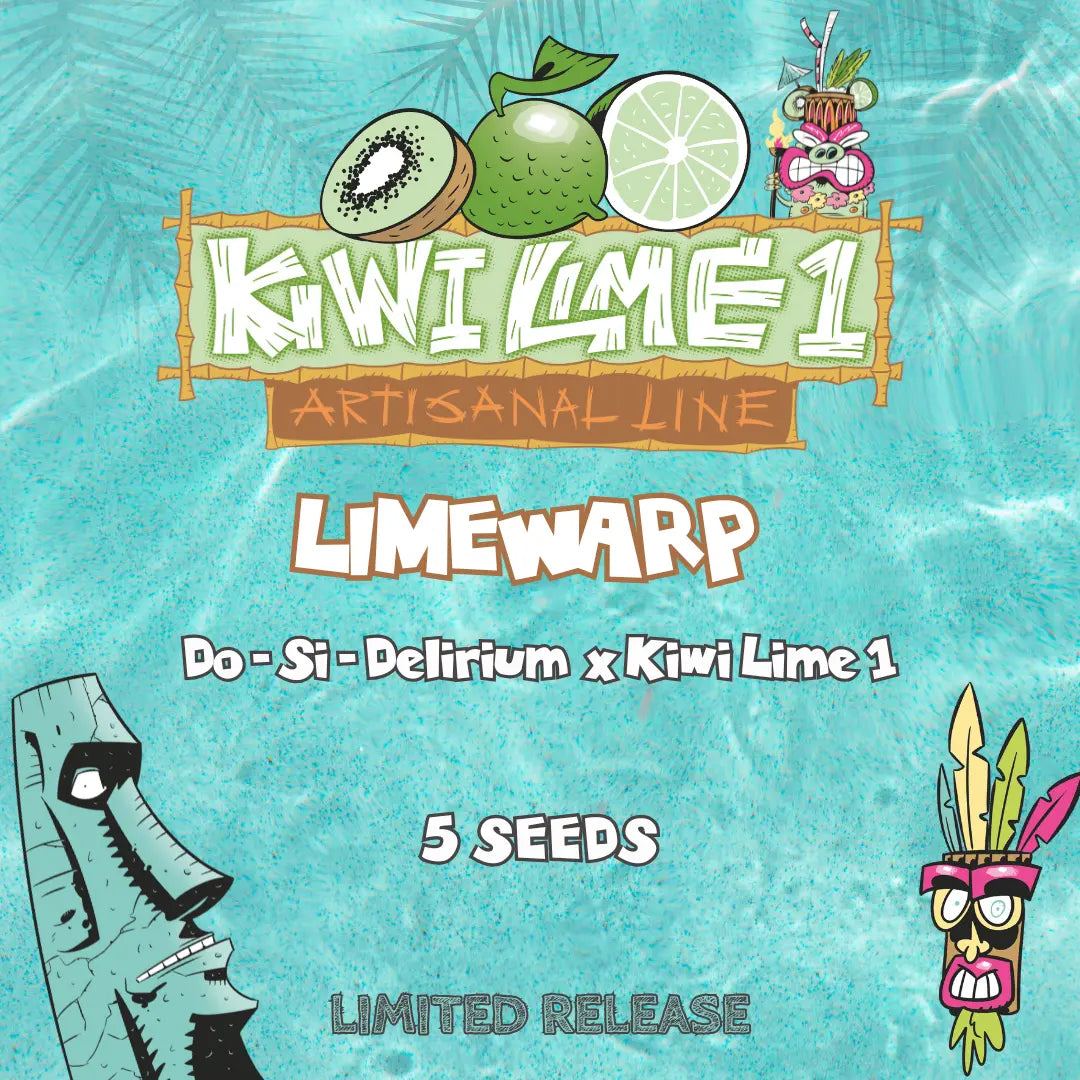 limewarp 5+1er – mephisto genetics (autoflower samen)