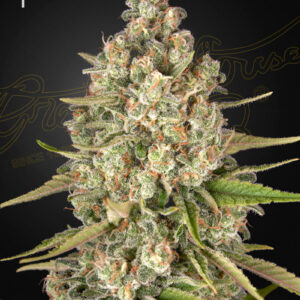 Lost Pearl von Green House Seed Co.
