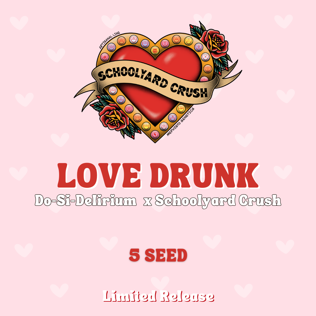 love drunk 5+1er – mephisto genetics (autoflower samen)