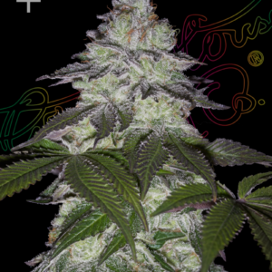 Milky Dreams von Green House Seed Co.