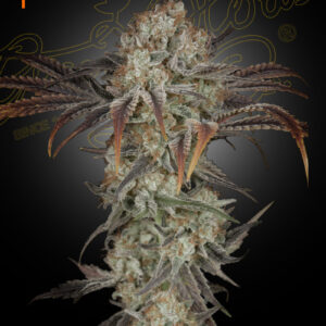 Money Maker von Green House Seed Co.