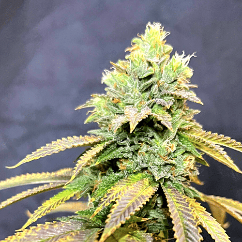 Mac One von Expert Seeds
