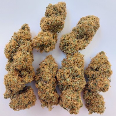 Magic Carrot von ACE Seeds