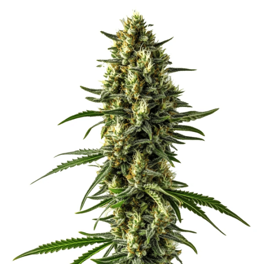 Mamba Negra CBD Auto von Blimburn Seeds