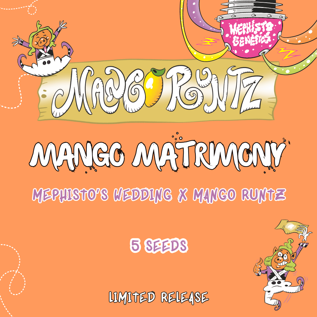 mango matrimony 5+1er – mephisto genetics (autoflower samen)