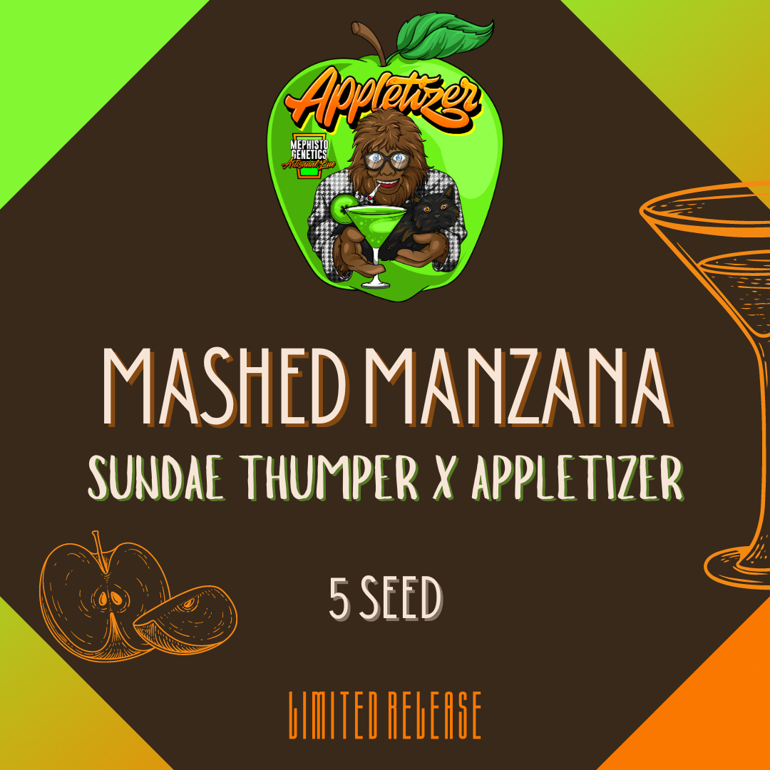 mashed manzana 5er – mephisto genetics (autoflower samen)