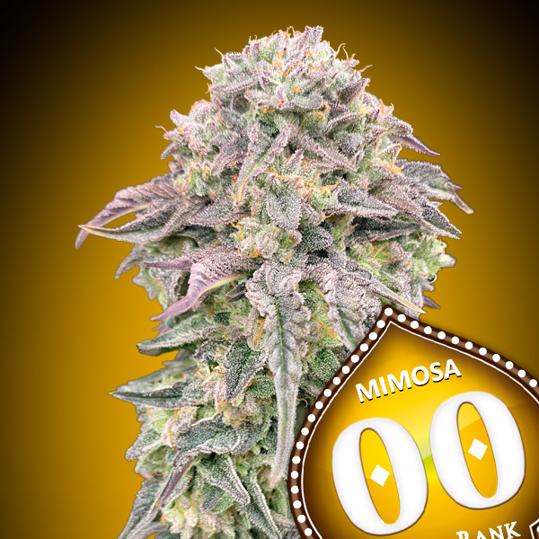 Mimosa von 00 Seeds