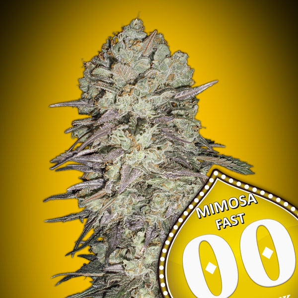 Mimosa Fast von 00 Seeds