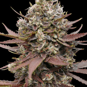 Mimosa Punch von Advanced Seeds