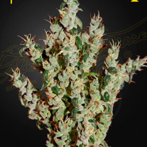 NL5 Haze Mist von Green House Seed Co.