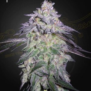 Nori Cake von Green House Seed Co.