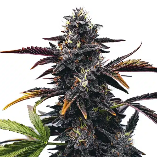 Narkosis von Blimburn Seeds