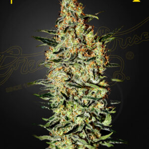 Neville's Haze von Green House Seed Co.