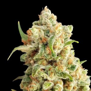 New York Diesel Auto von Expert Seeds