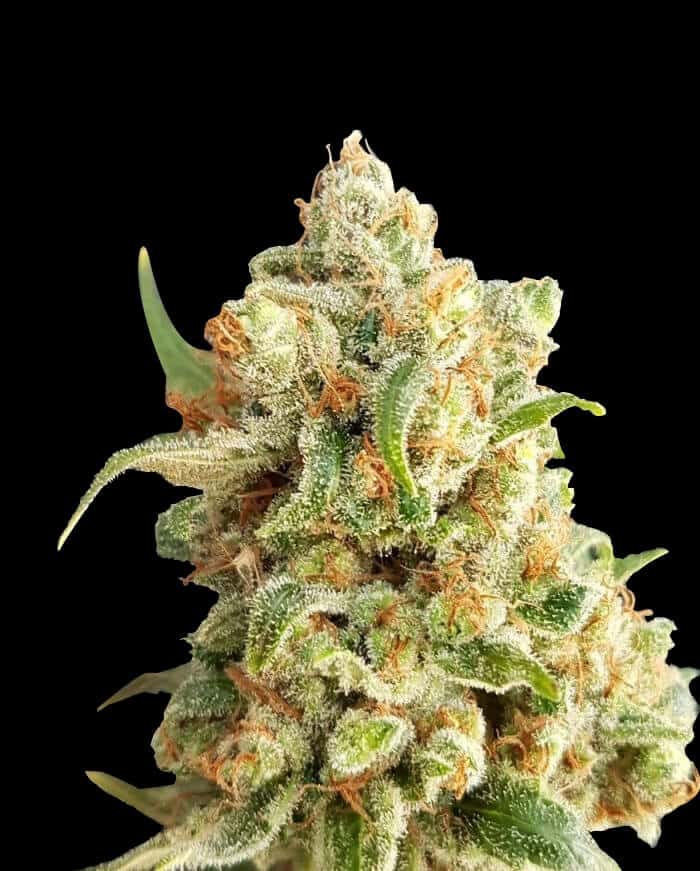 New York Diesel Auto von Expert Seeds