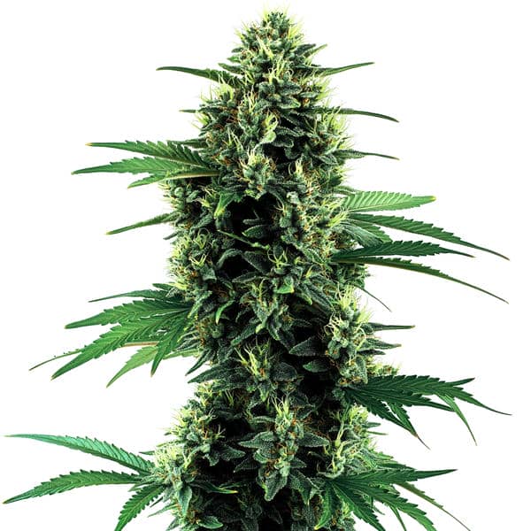 Northern Lights Autoflower von Blimburn Seeds