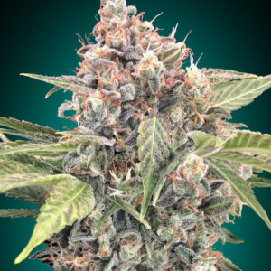 Northern Lights CBD von 00 Seeds