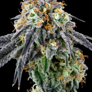Nose Candi von Grounded Genetics