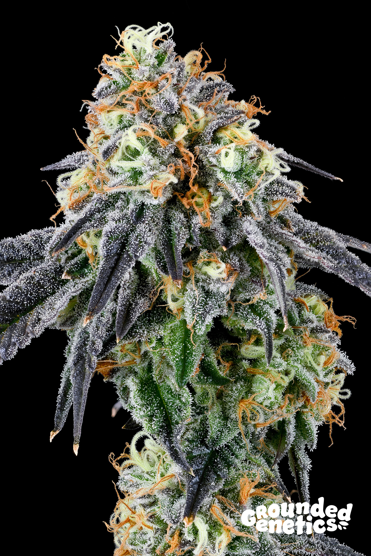 Nose Candi von Grounded Genetics