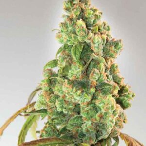 Nurse Lilly CBD von Expert Seeds